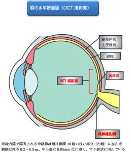 眼の水平断面図
